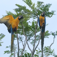 Ara ararauna - Blue-and-yellow Macaw