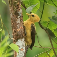 Dzięcioł kremowy - Cream-colored Woodpecker