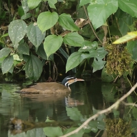 Perkołyska amerykańska - Sungrebe