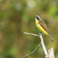 Bentewi krasnociemieniowy - Social Flycatcher