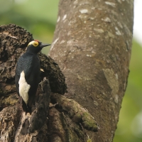 Dzięciur czarnoszyi - Yellow-tufted Woodpecker