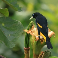 Kacykowiec żółtosterny - Yellow-rumped Cacique