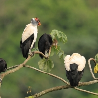 Kondor królewski, Sarcoramphus papa, King Vulture