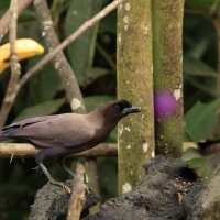 Modrowronka purpurowa - Purplish Jay