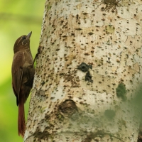 Tęgosterek, Glyphorynchus spirurus, Wedge-billed Woodcreeper