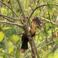 Hoacyn - Hoatzin