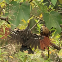 Hoacyn - Hoatzin