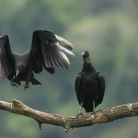 Sępnik czarny - Black Vulture