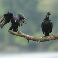 Sępnik czarny - Black Vulture