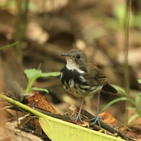 Świergoczek obrożny - Ringed Antpipit