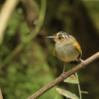 Barwniczek rdzawoczelny - Rusty-fronted Tody-Flycatcher