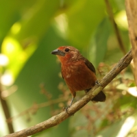 Tapiranga ciemna - Silver-beaked Tanager