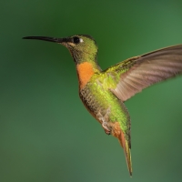 Pustelnik jasnosterny, Threnetes leucurus, Pale-tailed Barbthroat