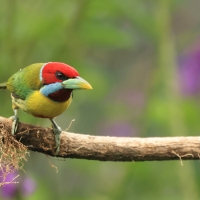 Brodacz pstry, Eubucco versicolor, Versicolored Barbet
