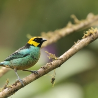 Tangarka żółtoucha - Saffron-crowned Tanager