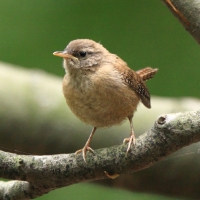 Strzyżyk - Eurasian Wren