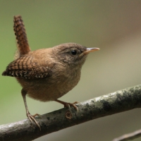 Strzyżyk - Eurasian Wren