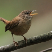 Strzyżyk - Eurasian Wren