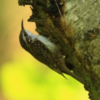 Pełzacz leśny - Eurasian Treecreeper