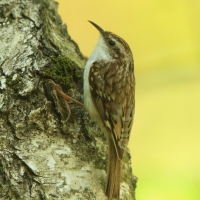 Pełzacz leśny - Eurasian Treecreeper