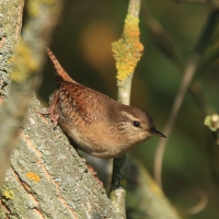 Strzyżyk - Eurasian Wren
