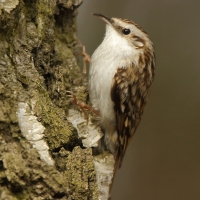 Pełzacz leśny - Eurasian Treecreeper