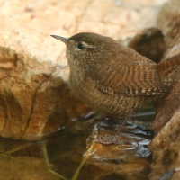 Strzyżyk - Eurasian Wren