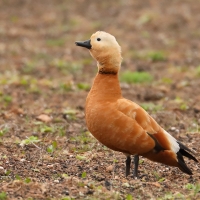 Kazarka rdzawa - Ruddy Shelduck