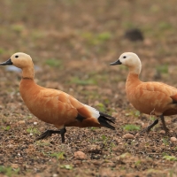 Kazarka rdzawa - Ruddy Shelduck
