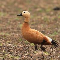 Kazarka rdzawa - Ruddy Shelduck