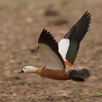 Kazarka rdzawa - Ruddy Shelduck