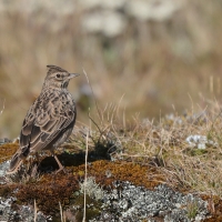 Dzierlatka iberyjska  Thekla's Lark