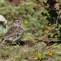 Dzierlatka iberyjska  Thekla's Lark
