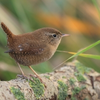 Strzyżyk - Eurasian Wren