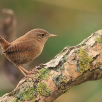 Strzyżyk - Eurasian Wren