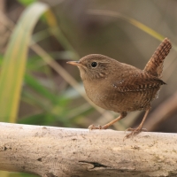 Strzyżyk - Eurasian Wren
