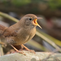 Strzyżyk - Eurasian Wren