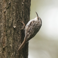 Pełzacz leśny - Eurasian Treecreeper