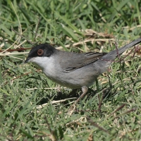 Pokrzewka aksamitna - Sardinian Warbler