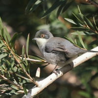 Pokrzewka aksamitna - Sardinian Warbler