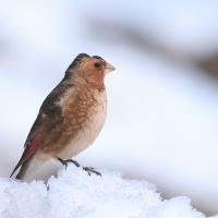 Gilak ciemnogłowy - Eastern Crimson-winged Finch