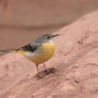 Pliszka górska - Grey Wagtail