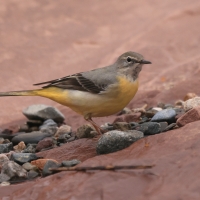 Pliszka górska - Grey Wagtail