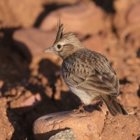 Dzierlatka iberyjska  Thekla's Lark