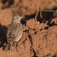 Dzierlatka iberyjska  Thekla's Lark