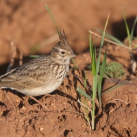 Dzierlatka iberyjska  Thekla's Lark