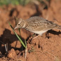 Dzierlatka iberyjska  Thekla's Lark