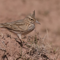 Dzierlatka - Crested Lark