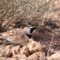 Gorniczek maly, Eremophila bilopha, Temminck's Lark