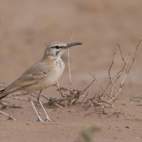 Skowron pustynny - Alaemon alaudipes - Greater Hoopoe-Lark